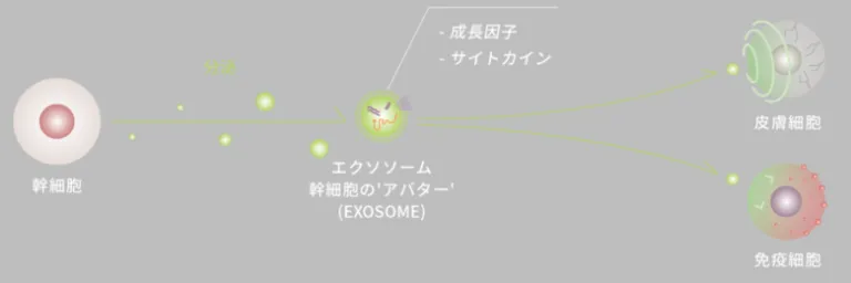 エクソソーム（肌）